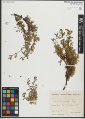 Foto von Salix serpyllifolia Scop.